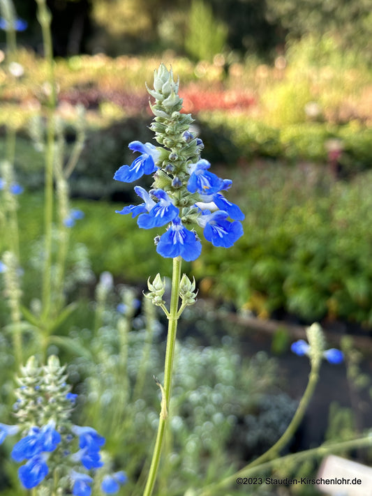 Salvia uliginosa