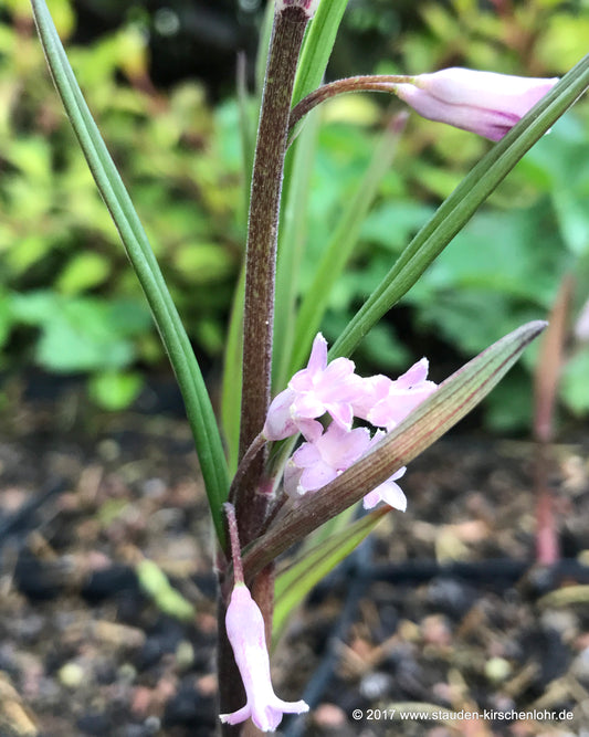 Polygonatum curvistylum