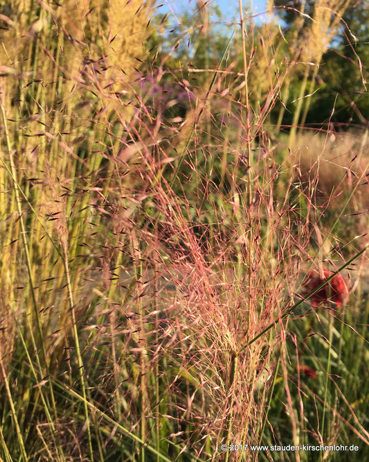 Muhlenbergia capillaris