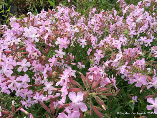 Saponaria x lempergii 'Max Frei'
