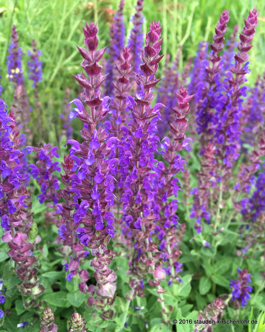 Salvia nemorosa 'Ostfriesland'