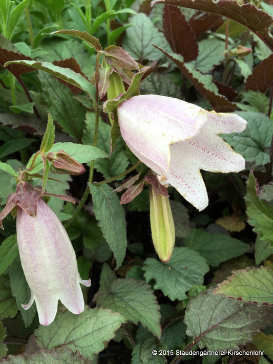 Campanula 'Silver Bells'
