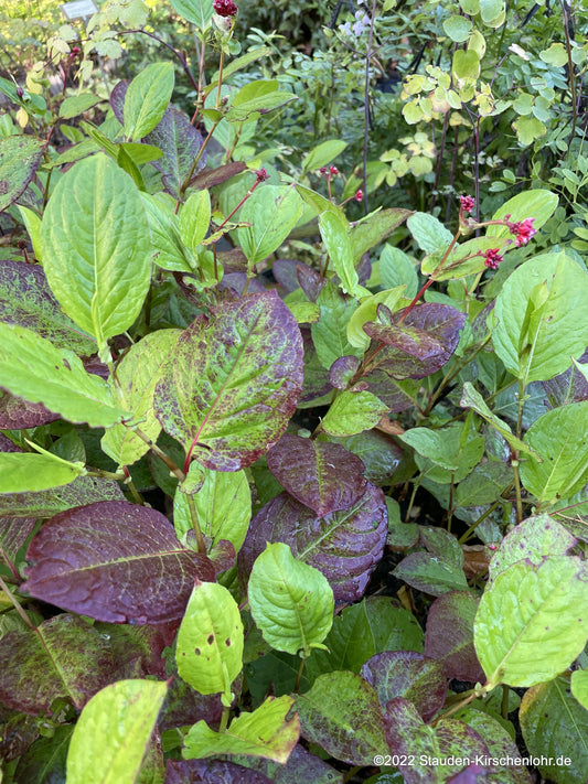 Persicaria 'Indian Summer'