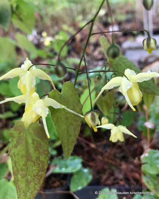 Epimedium 'Flowers of Sulphur' ®