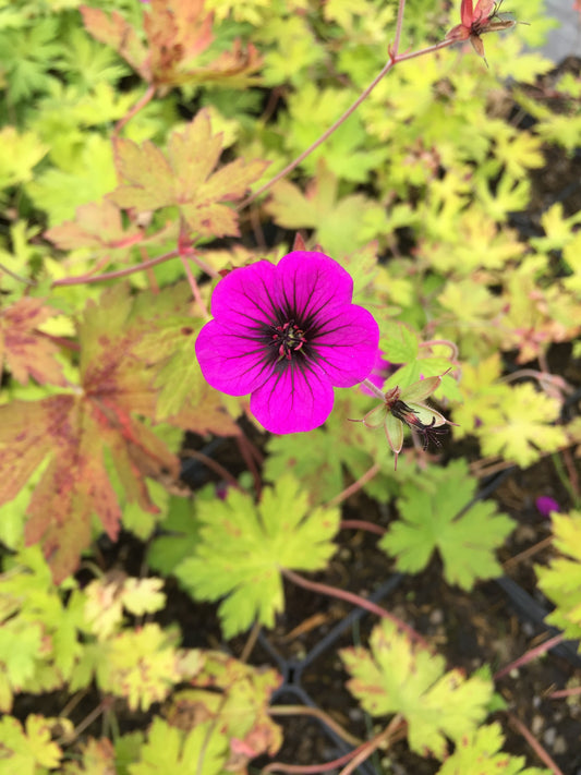 Geranium 'Ann Folkard'
