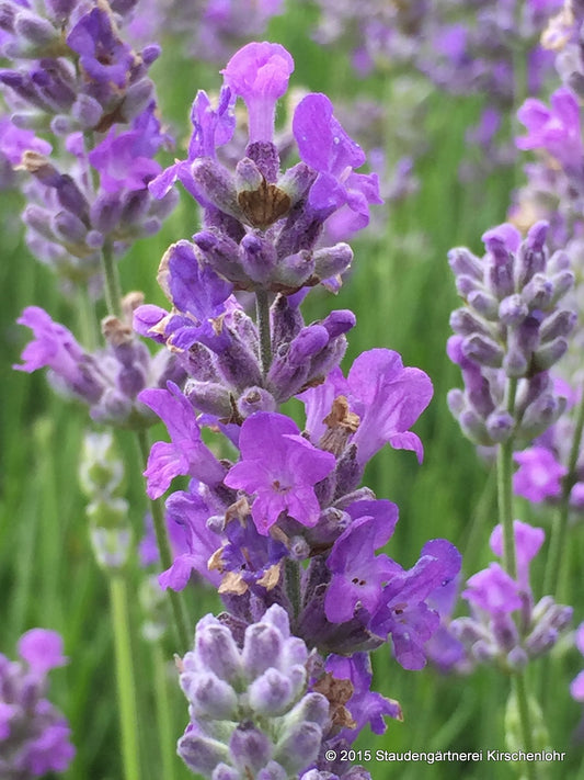 Lavandula angustifolia 'Schola' ('Blue Cushion')