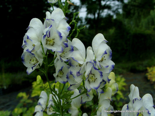 Aconitum x cammarum 'Eleonara'