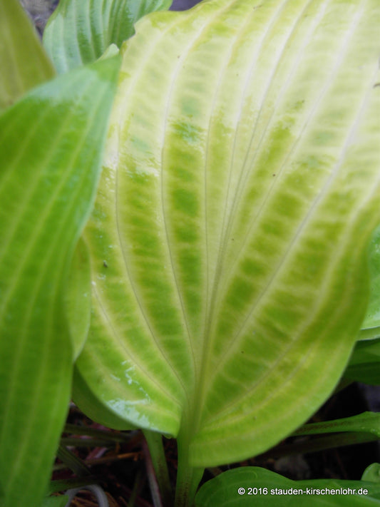 Hosta 'Maya Tritone'