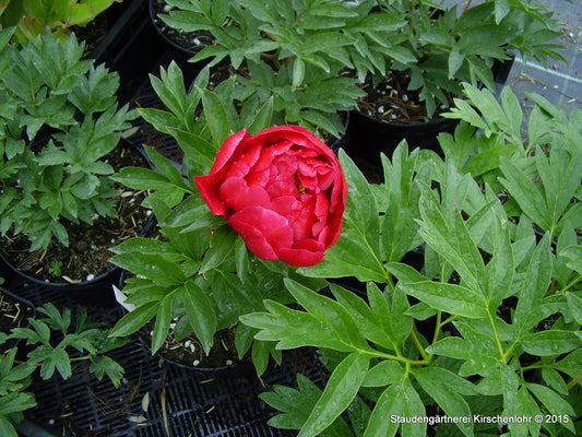 Paeonia 'Joyce Ellen'