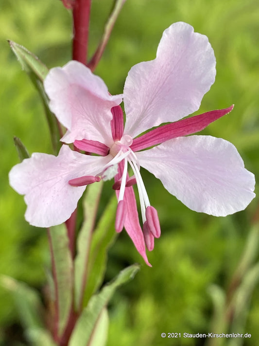 Chamerion angustifolium 'Stahl Rose' (Epilobium)