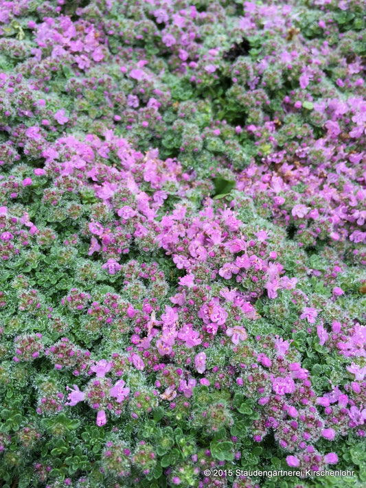 Thymus serpyllum 'Minor'