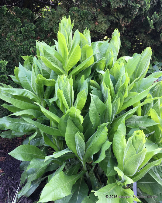 Centaurea macrocephala