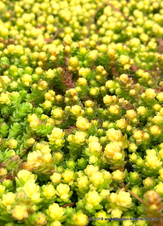 Sedum acre 'Aureum'