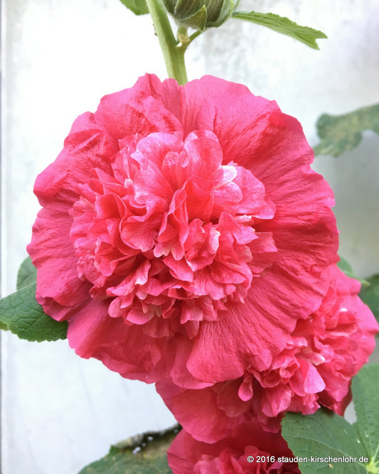 Alcea rosea 'Pleniflora rot'