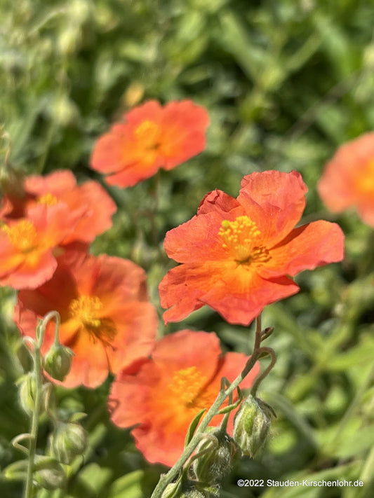 Helianthemum 'Watergate Orange'