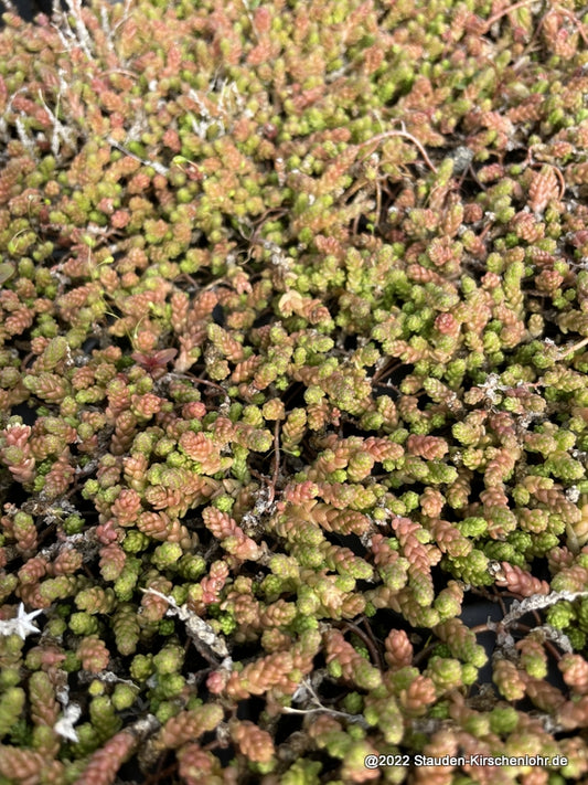 Sedum acre