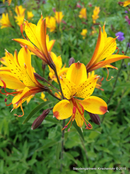 Alstroemeria 'Sweet Laura' ® NIS