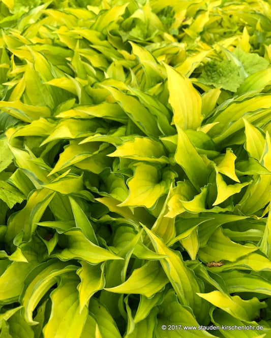 Hosta 'Twist of Lime'