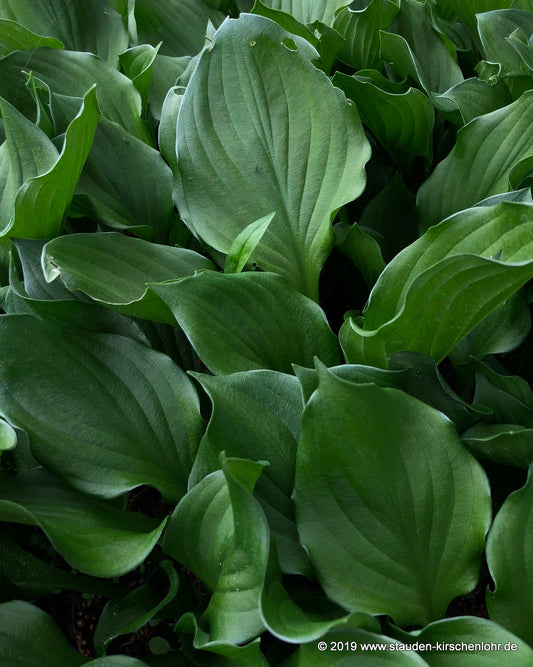 Hosta 'Lakeside Storm Watch'