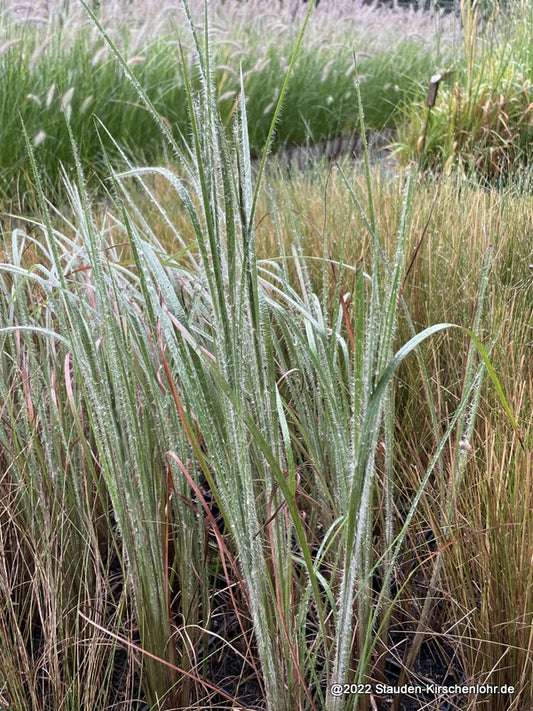 Schizachyrium scoparium var. dive. 'Ha Ha Tonka' ®