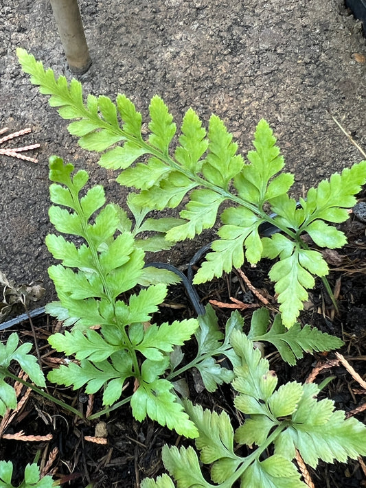 Asplenium adiantum-nigrum