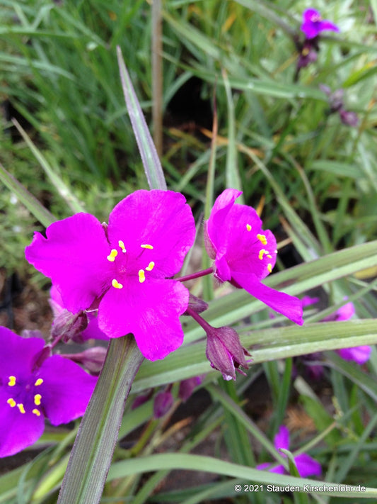 Tradescantia 'Red Grape'