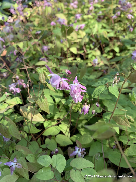 Epimedium x youngianum 'Roseum'