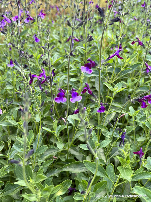 Salvia x jamensis 'Oriental Dove' ®