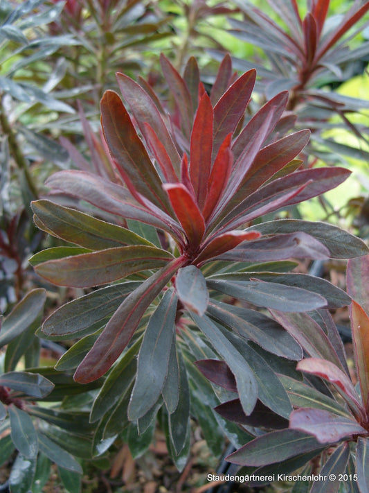 Euphorbia 'Black Bird' ®
