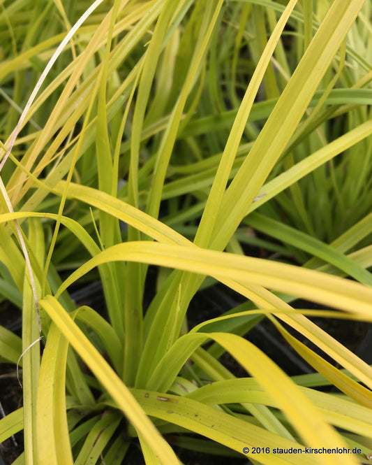 Carex oshimensis 'Everillo' ®