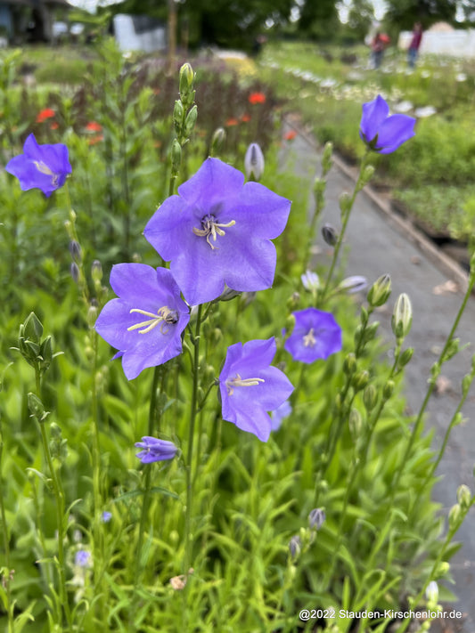 Campanula persicifolia 'Grandiflora Coerulea'