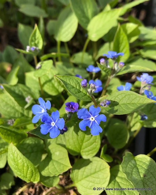 Omphalodes verna
