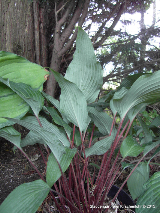 Hosta 'Red October'