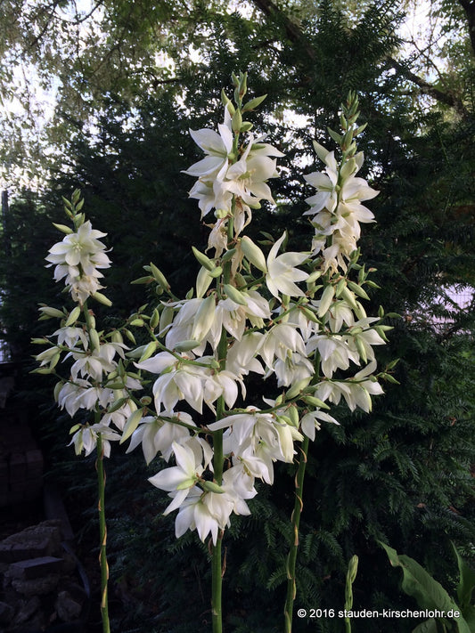 Yucca filamentosa 'Schneefichte'