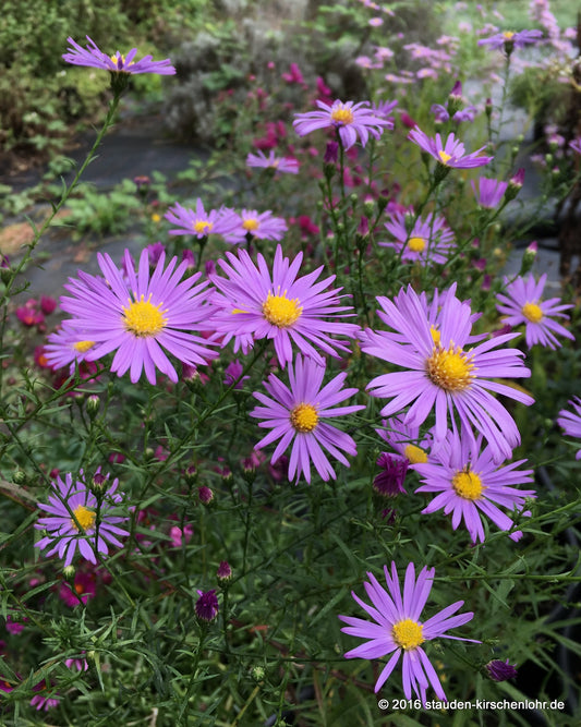 Symphyotrichum turbinellum