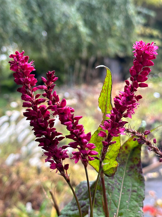 Bistorta amplexicaulis 'Sara'