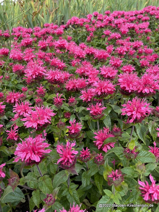 Monarda didyma 'Pink Lace' ®