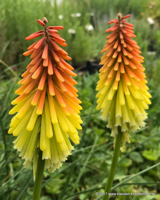 Kniphofia 'Royal Standard'