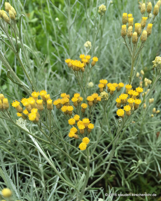Helichrysum italicum subsp. angustifolium