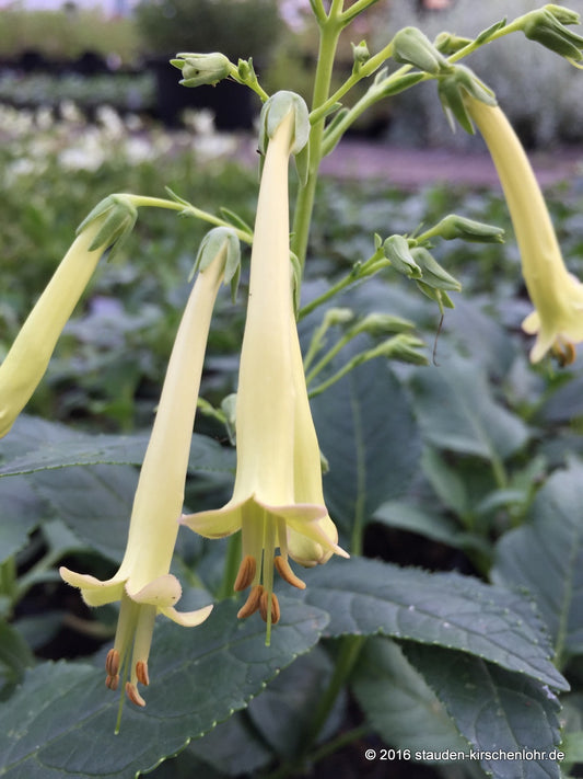 Phygelius x rectus 'Moonraker'