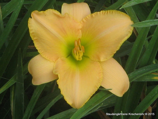 Hemerocallis 'Gaucho'