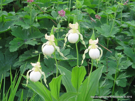 Cypripedium 'Gisela cremegelb' veg. Klon NIS