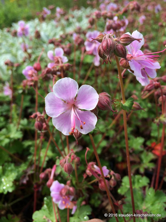 Geranium x cantabrigiense 'Hanna'