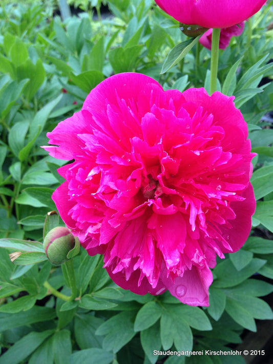 Paeonia officinalis 'Rosea Plena'