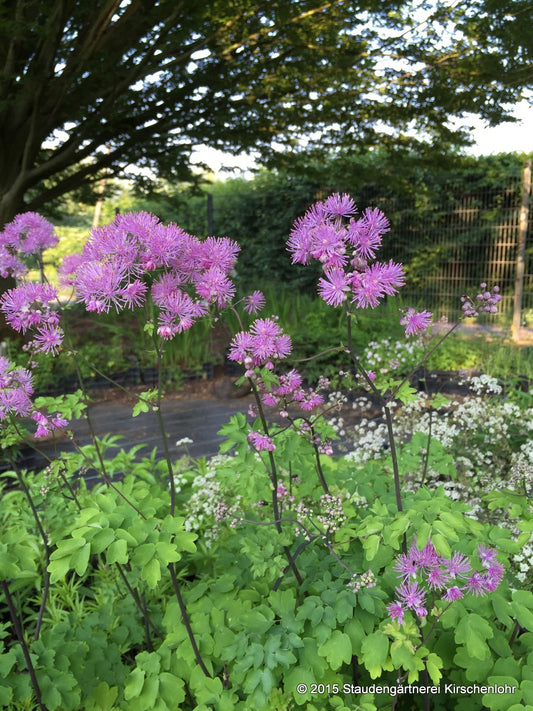 Thalictrum 'Black Stockings' ®