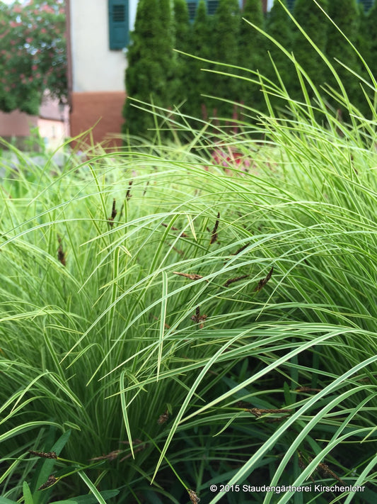 Carex montana 'Raureif' ®
