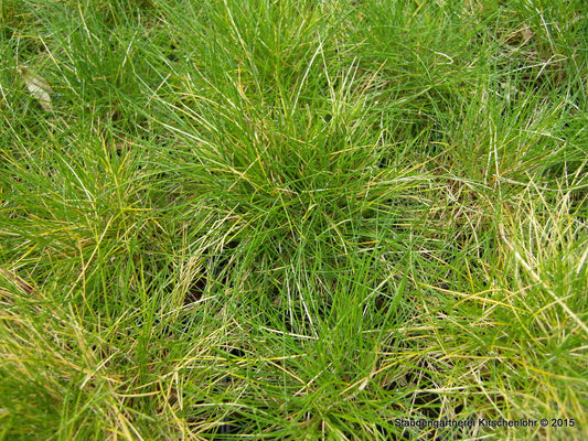 Festuca gautieri