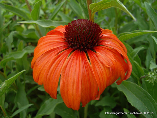 Echinacea 'Tangerine Dream' ®