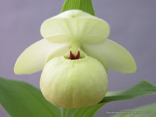 Cypripedium flavum 'Album' NIS