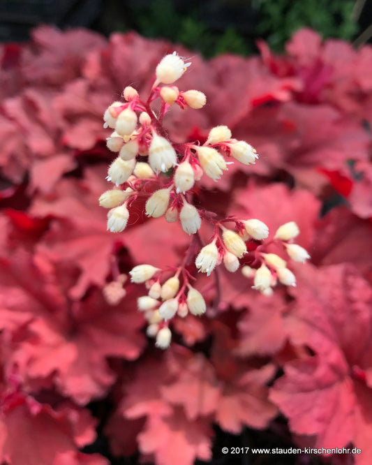 Heuchera 'Rio' ®